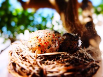 Tiny eggs in a nest