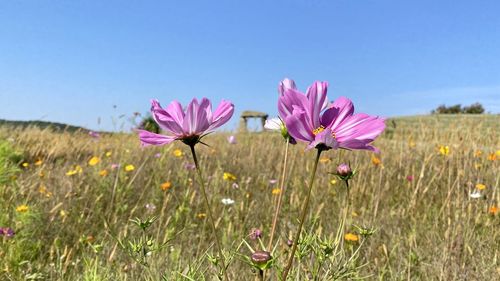 Close-up of pink cosmos flowers on field