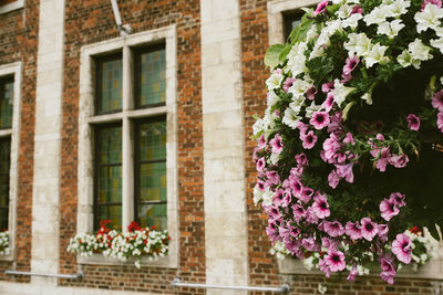 Close-up of hydrangeas blooming against window