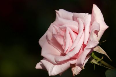 Close-up of pink rose