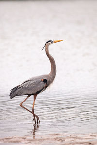 Wading great blue heron ardea herodias in an estuary before tigertail beach in marco island, florida