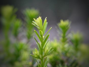 Close-up of plant