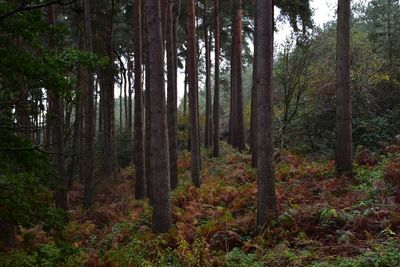 Trees in forest