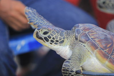 Close-up of a turtle