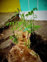 Close-up of plants against blurred background