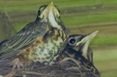 Close-up of bird