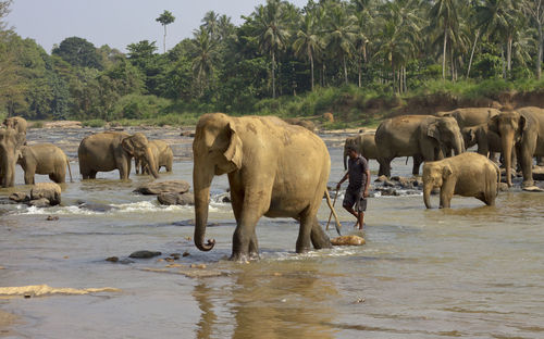 Elephant in a lake