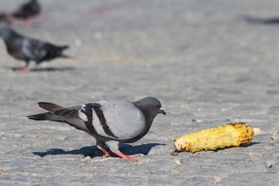 A bird craving leftover corn