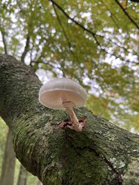 Close-up of mushroom growing on tree trunk