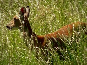 Rabbit on grassy field