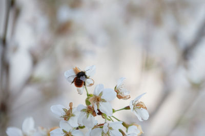 Close-up of bee pollinating on flower