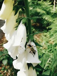 Close-up of insect on white flower