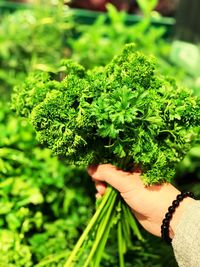 Midsection of person holding leaf