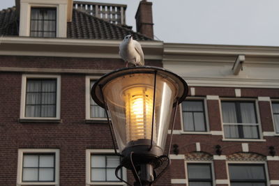 Low angle view of bird perching on illuminated building