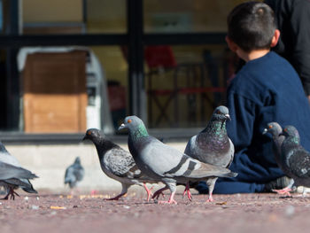 Rear view of boy by pigeons on walkway