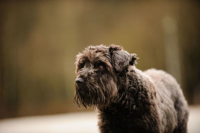 Close-up of dog