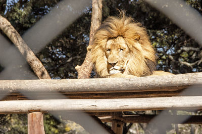 Low angle view of lion on wood at zoo