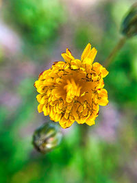Close-up of yellow flowering plant