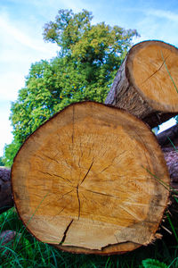 Close-up of log on field against sky