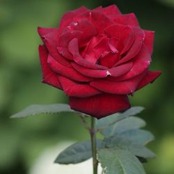 Close-up of red rose