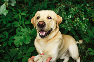 Portrait of a dog
