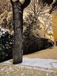 Trees on snow covered land