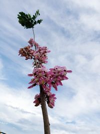 Low angle view of cherry blossoms against sky