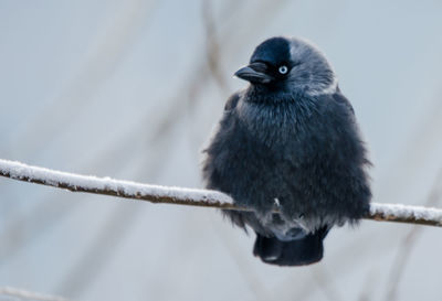 Close-up of bird perching on branch