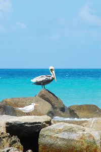 View of bird on rock by sea against sky