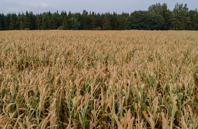 View of agricultural field