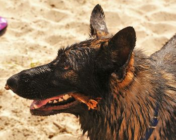 Close-up of an animal