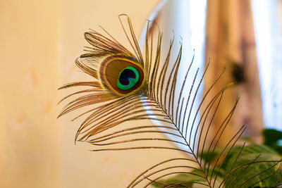 Peacock feather on blurred window and curtain background