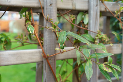 Close-up of lizard on plant