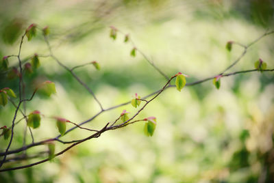 Close-up of plants