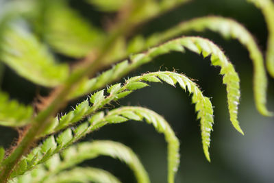 Extreme close up of plant