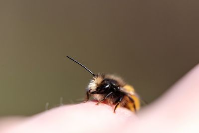 Close-up of bee on hand