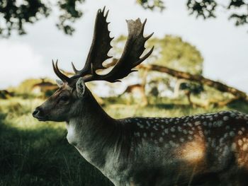 Close-up of deer on field