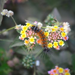 Close-up of bee on yellow flower