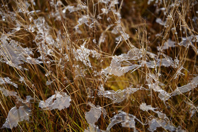 Close-up of frozen plants