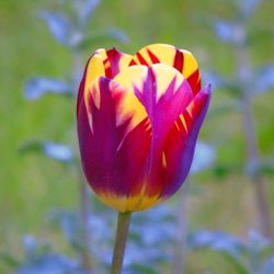 Close-up of fresh red tulip blooming outdoors