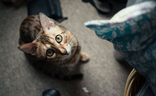 Portrait of cat sitting at home