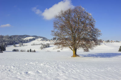 Trees on snow covered field against sky