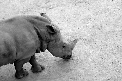 Close-up of young rhinoceros