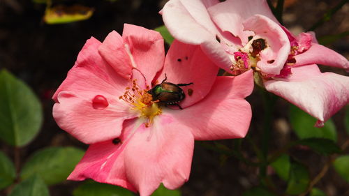 Close-up of japanese beetle destroying flowers in garden.