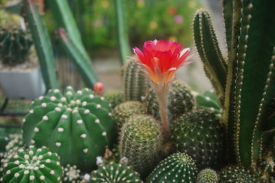 Red cactus flower plant 