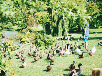 Flock of birds on grass