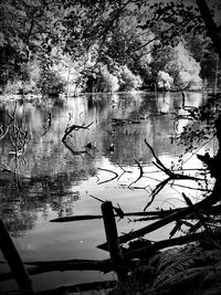 Reflection of tree on lake