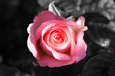 Close-up of pink rose blooming outdoors