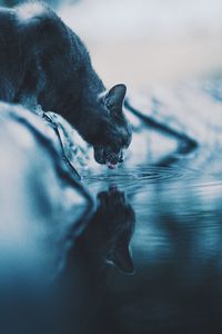 Side view of black cat drinking water