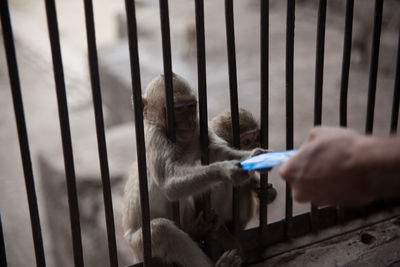 Monkey taking credit card from man at temple